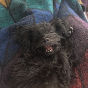 Meet your Posher, Alex